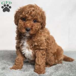Isaiah, Cavapoo Puppy